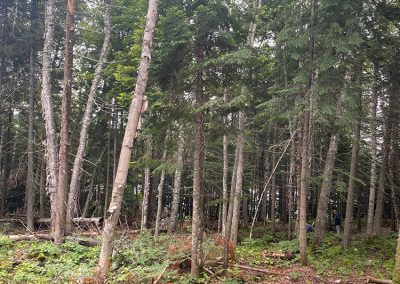 Service d'abattage d’arbre et coupe d'arbre dans Lanaudière et ses alentours - Les Entrepises Marc Fontaine