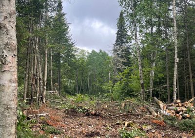 Service d'abattage d’arbre et coupe d'arbre dans Lanaudière et ses environs - Les Entrepises Marc Fontaine
