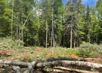 Service d'abattage d’arbre et coupe d'arbre dans la région de Lanaudière et ses alentours - Les Entrepises Marc Fontaine