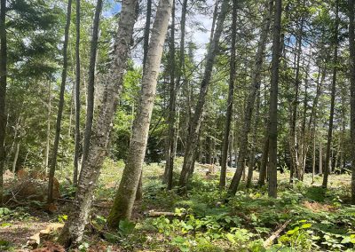 Abattage arbre en forêt - Service abattage arbre et coupe arbre dans Lanaudière et ses environs - Les entreprises Marc Fontaine