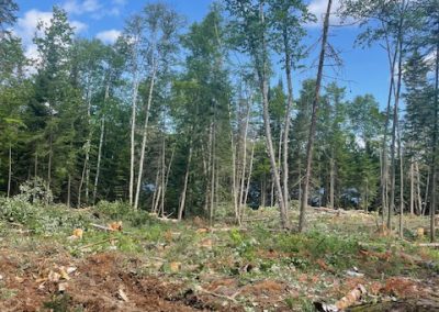 Abattage arbre sur un champ - Service abattage arbre et coupe arbre dans Lanaudière et ses environs - Les entreprises Marc Fontaine