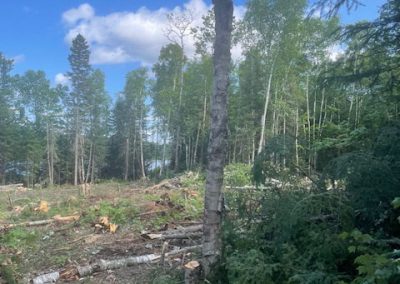 En auré de forêt - Service abattage arbre et coupe arbre à Joliette - Les entreprises Marc Fontaine