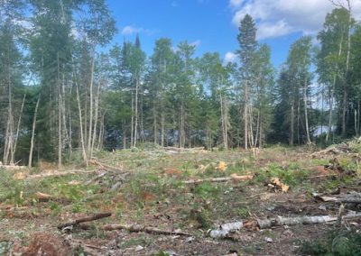 En auré de forêt - Service abattage arbre et coupe arbre dans Lanaudière - Les entreprises Marc Fontaine