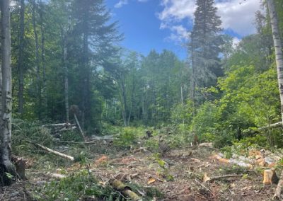 En auré de forêt - Service abattage arbre et coupe arbre dans Lanaudière et ses environs - Les entreprises Marc Fontaine
