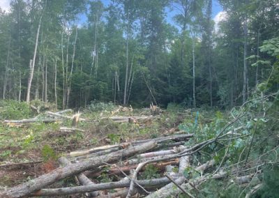En auré de forêt - Service abattage arbre et coupe arbre dans la région de Joliette - Les entreprises Marc Fontaine
